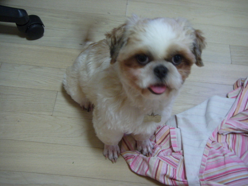 광견 풍쉐....-.- 풍세 모텔에 도숙하다!