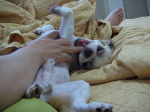 광견 풍쉐....-.- 풍세 모텔에 도숙하다!