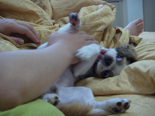 광견 풍쉐....-.- 풍세 모텔에 도숙하다!