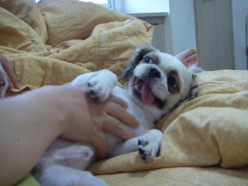 광견 풍쉐....-.- 풍세 모텔에 도숙하다!