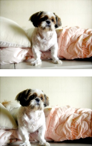 오랜만에 재롱이(은혜)입니다. 