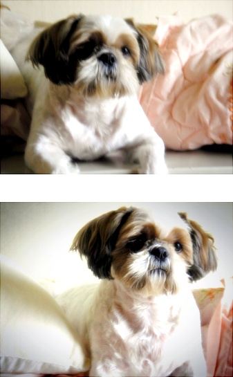 오랜만에 재롱이(은혜)입니다. 