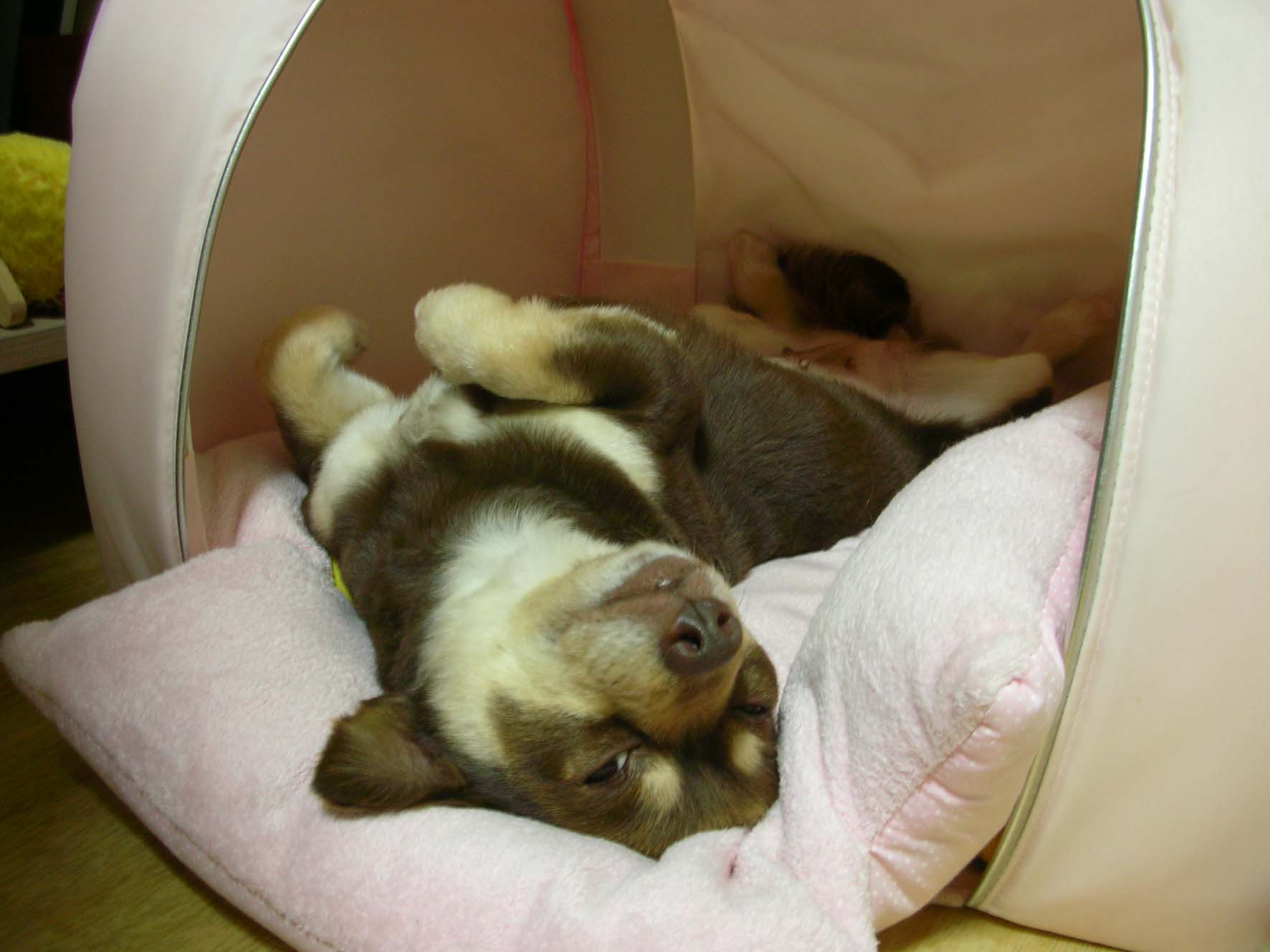 크리스마스의 첫소식입니당~~