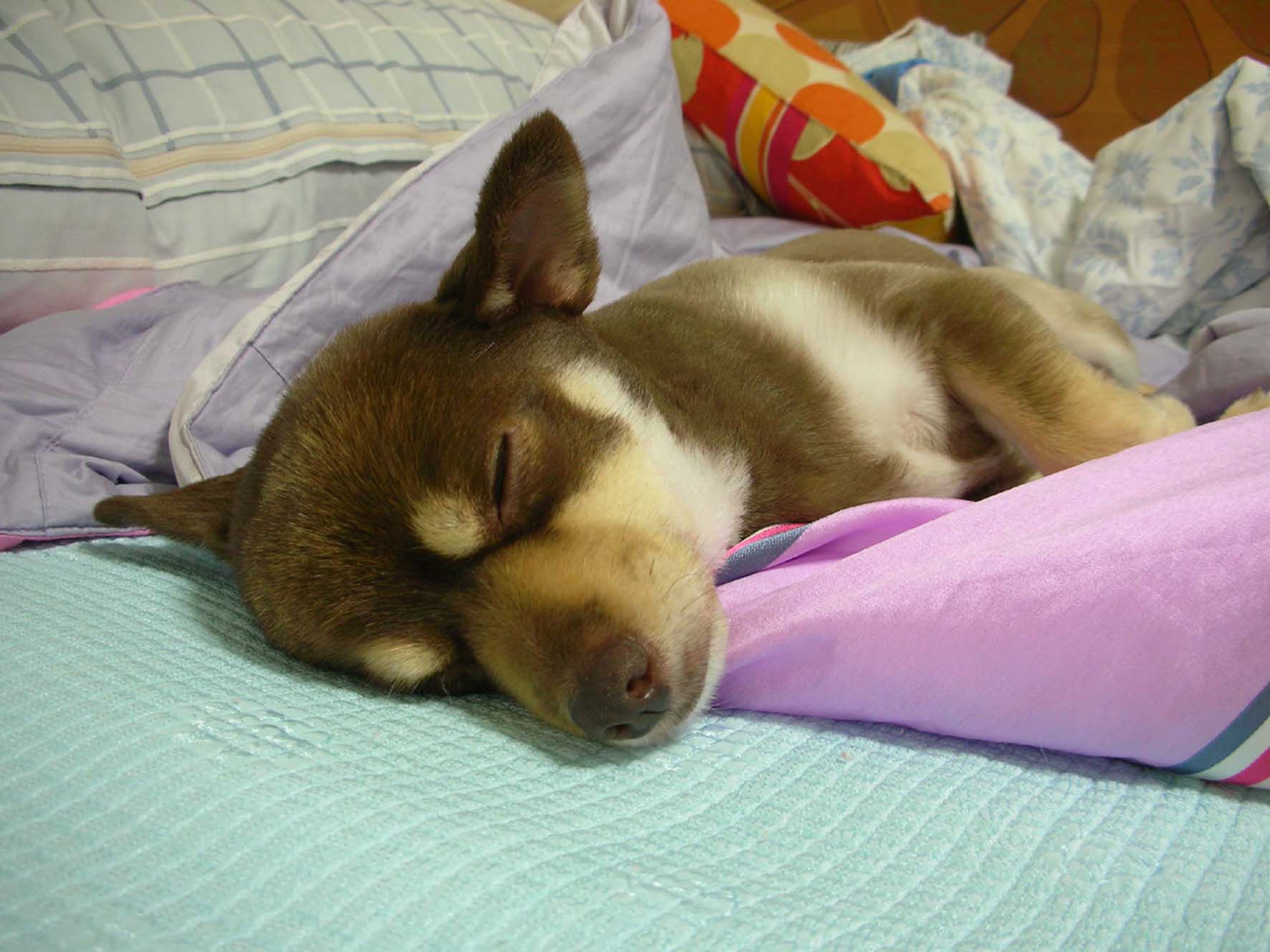 크리스마스의 첫소식입니당~~