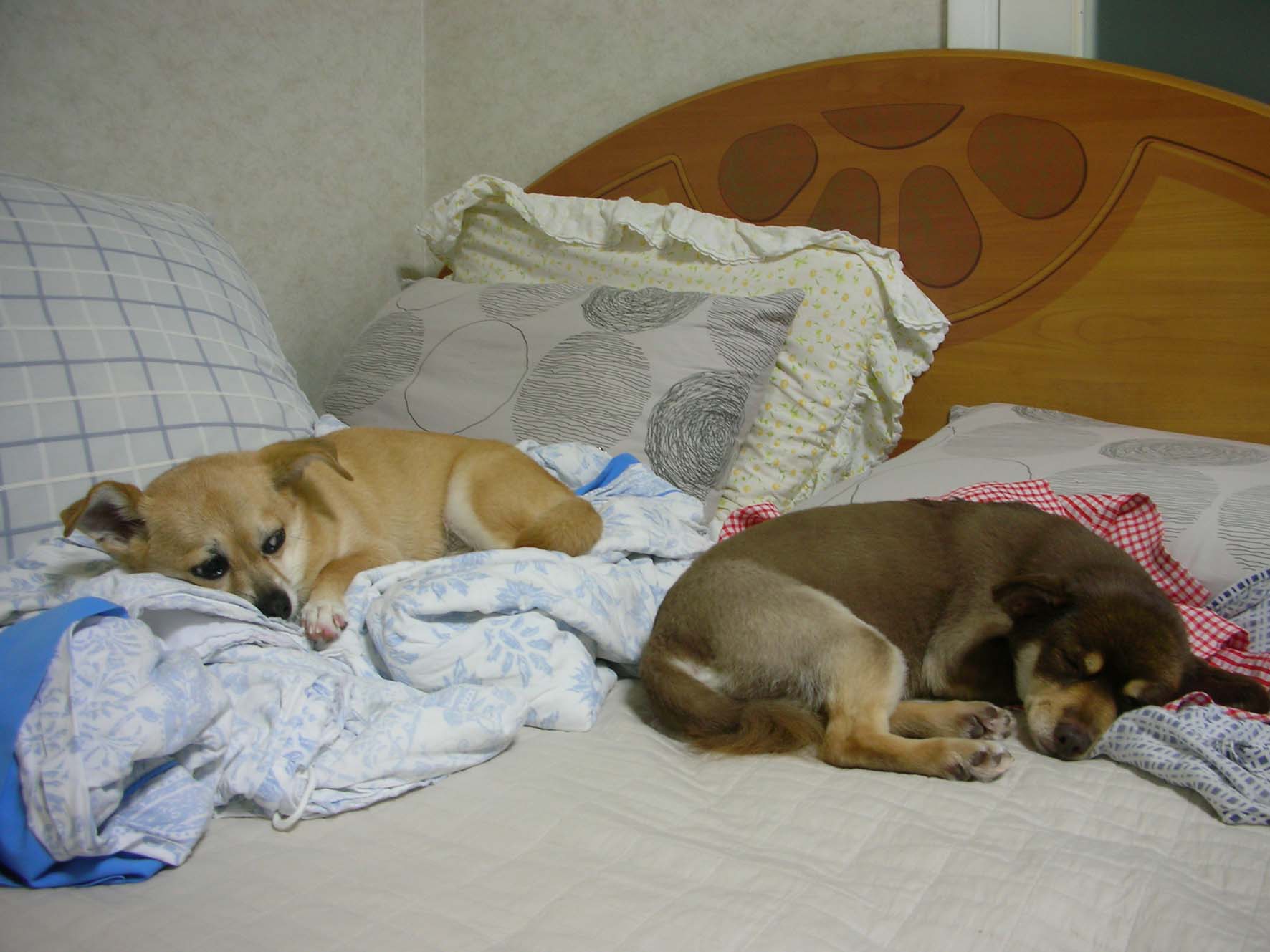 크리스와 꼬몽이의 거리