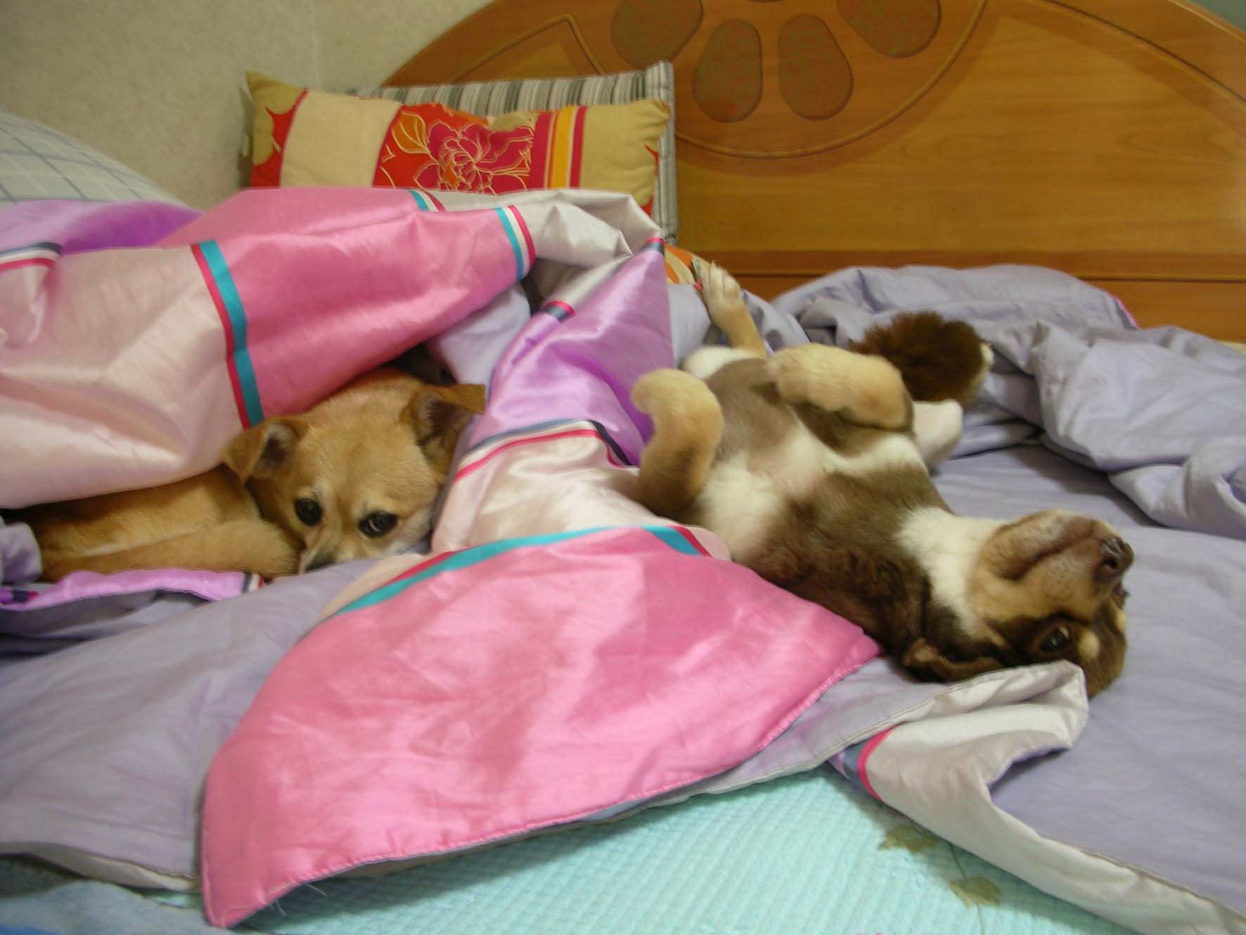 크리스와 꼬몽이의 거리