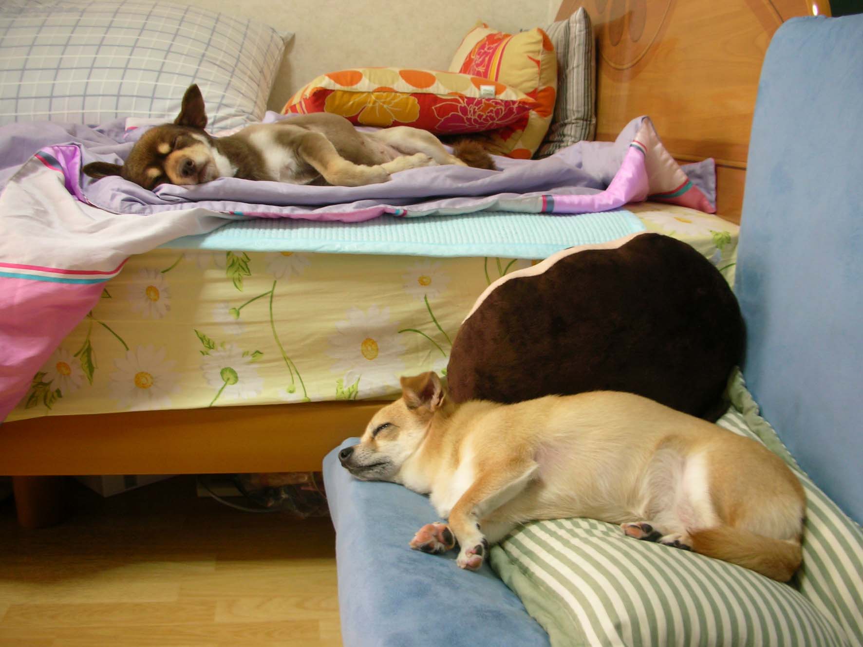 크리스와 꼬몽이의 거리