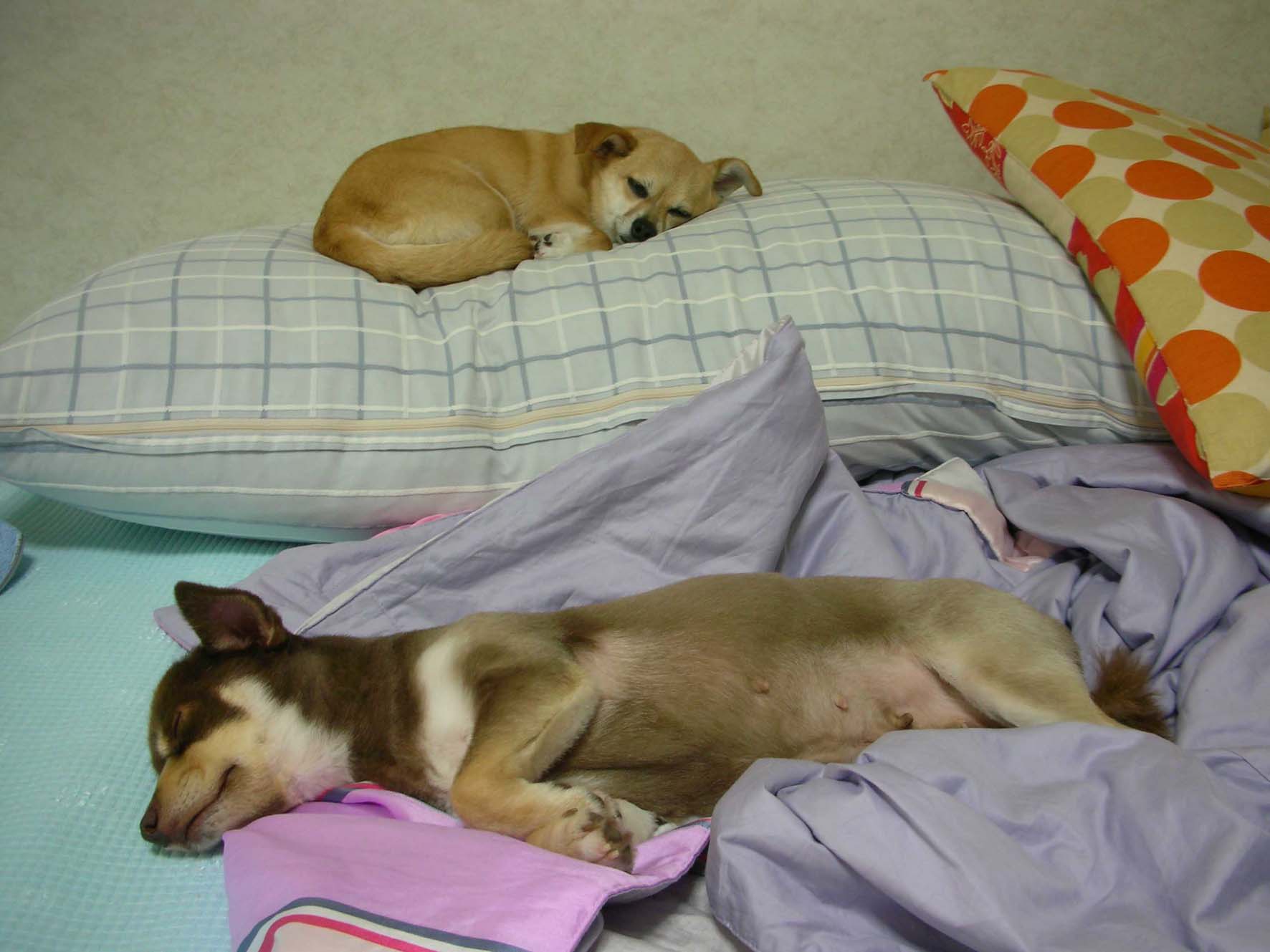 크리스와 꼬몽이의 거리