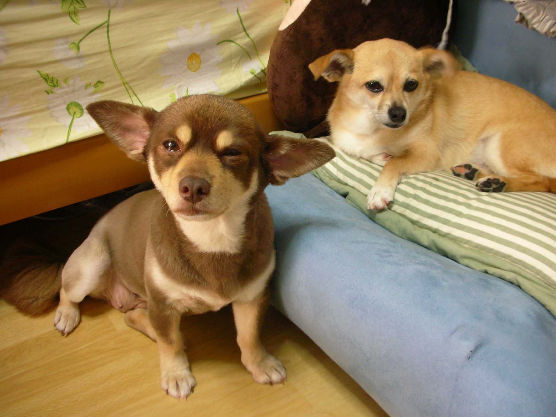 크리스와 꼬몽이의 거리