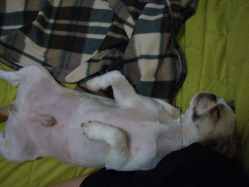 글루코사민 드시는 울 풍세님...