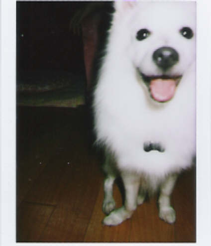 우리 쭌이(사랑이) 귀엽죠 ? :) 