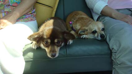 크리스마스 수술 잘 되길 기원해주세요..