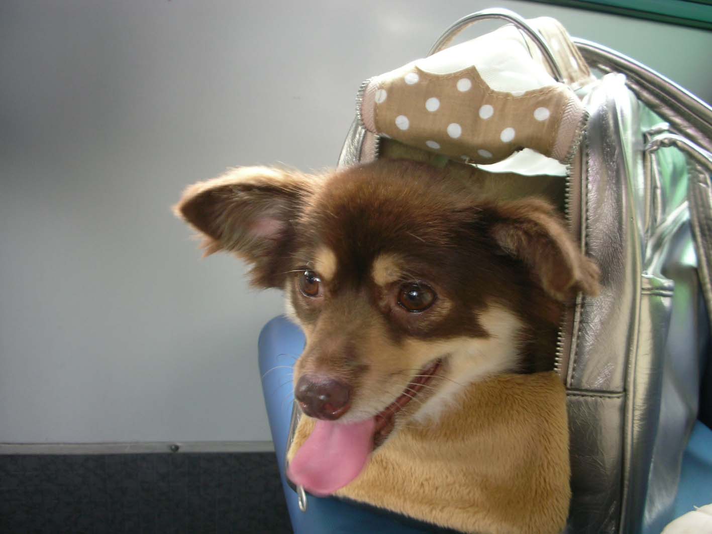 크리스마스 인사드려요.