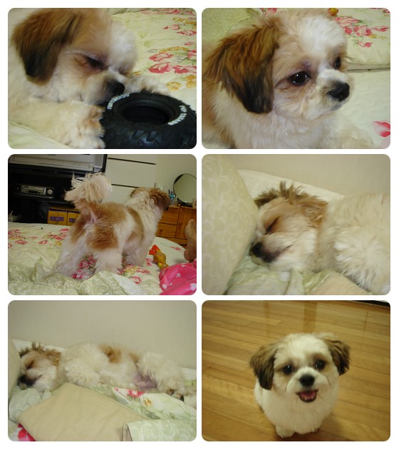 튼실해진 강세~