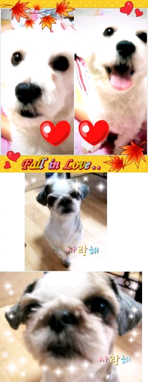 짱아.아랑이 왔어염^^**