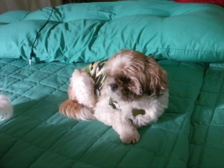 이 야심한 새벽에 ㅠ ㅠ흑 .. 