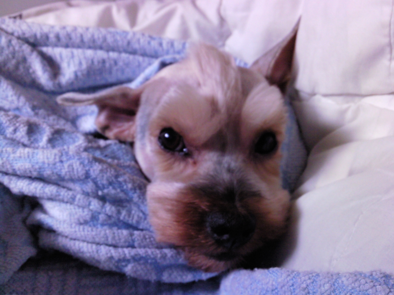 럭키의 만행과 요즘 모습