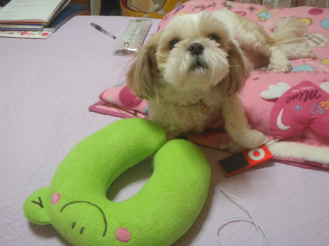 토토의 새해인사!!