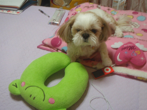 토토의 새해인사!!