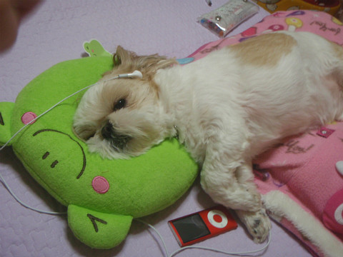 토토의 새해인사!!