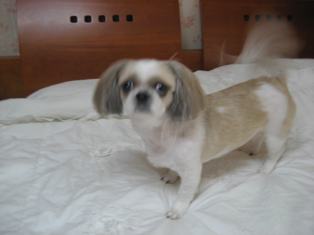 초롱인사드립니다