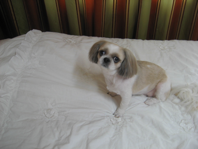 초롱인사드립니다