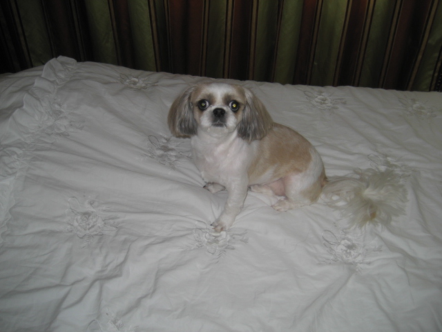 초롱인사드립니다