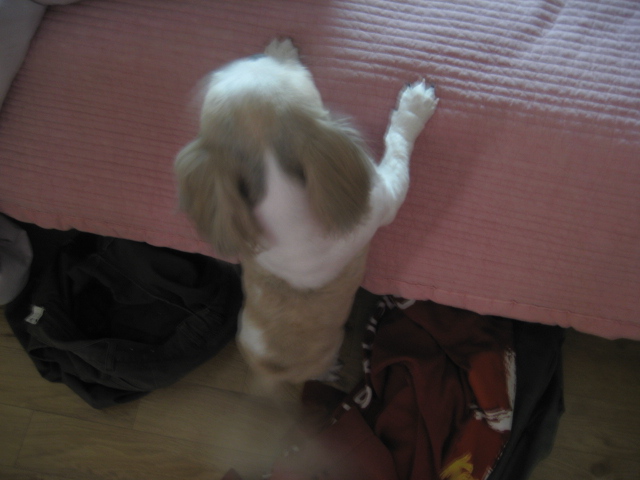 초롱인사드립니다