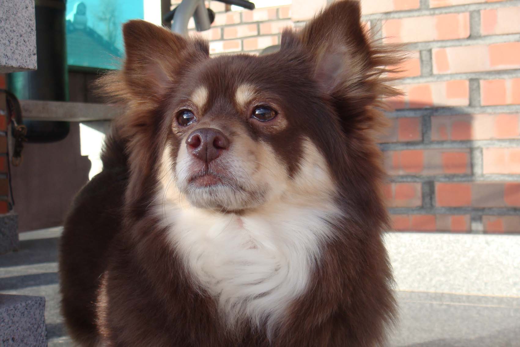 털 다 자랐어요~~~