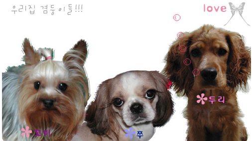 꼬비가 하늘로 갔습니다.