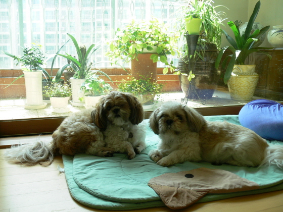 쫄쫄이네 가족의 낮잠