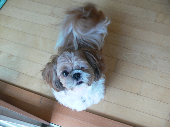 쫄쫄이네 가족의 낮잠