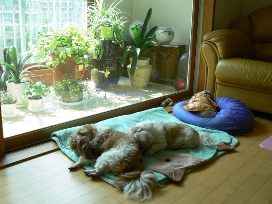 쫄쫄이네 가족의 낮잠