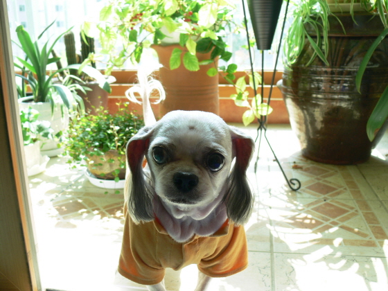 쫄쫄이네 가족의 낮잠