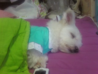 하루네랍니다~^-^