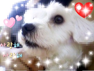 건강해진 짱아^^