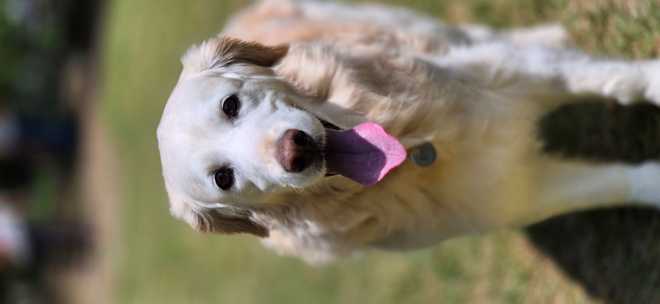 (호박) 호박이가 혼자 소풍을 떠났습니다.
