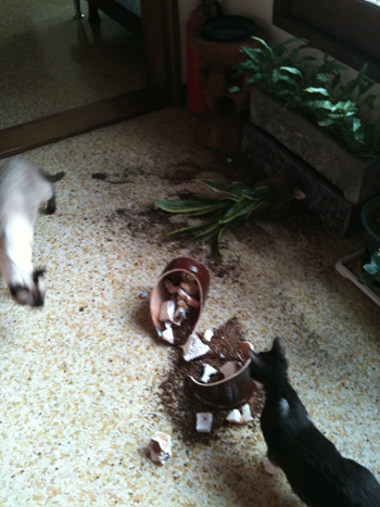 말썽꾸러기들.....