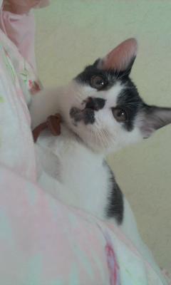 턱시도 둘째 탐이 소식이에요^^