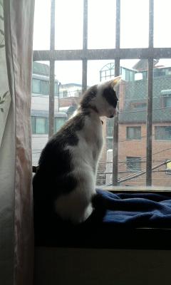 턱시도 둘째 탐이 소식이에요^^