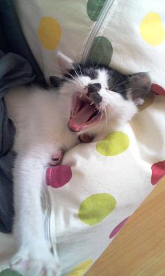 턱시도 둘째 탐이 소식이에요^^