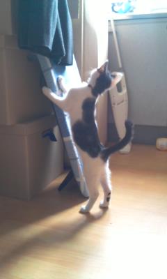 턱시도 둘째 탐이 소식이에요^^