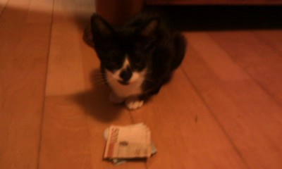 턱시도 사순이~