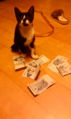 턱시도 사순이~