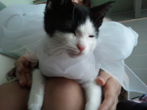 까도냥의 슬리핑 타임 by 미뇽