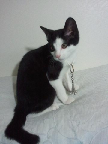 까도냥의 슬리핑 타임 by 미뇽