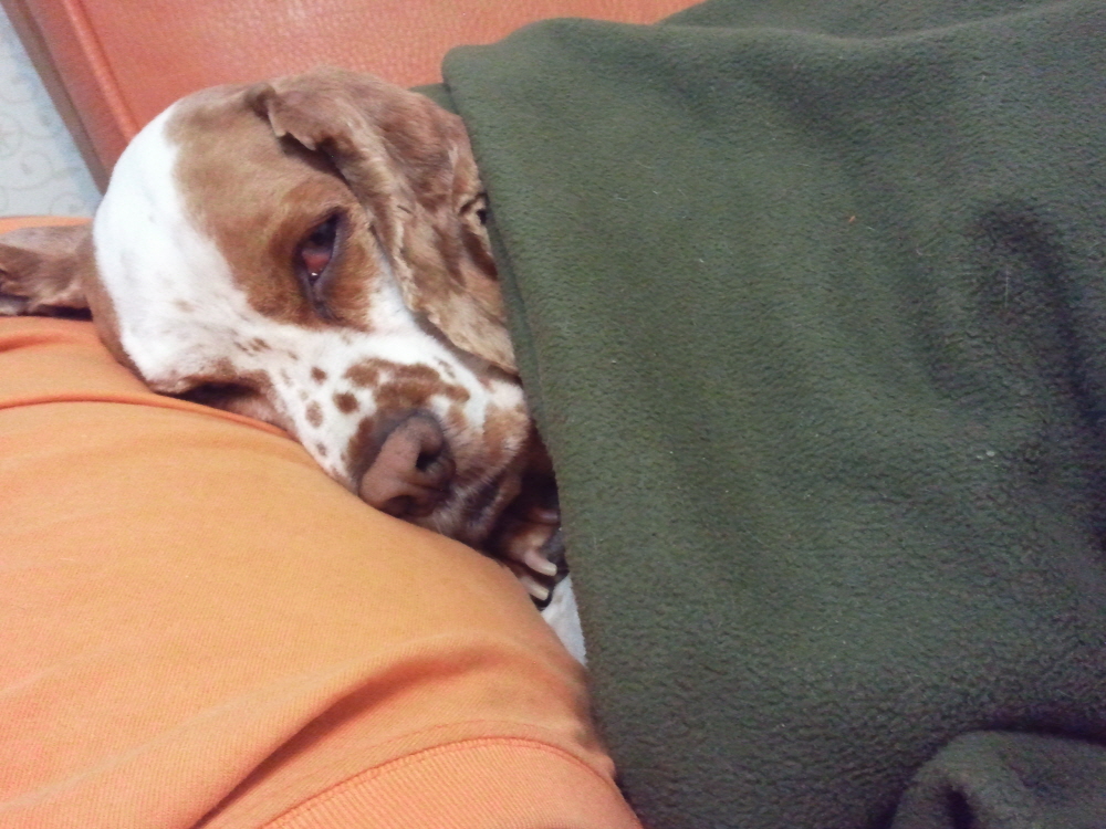 봉많형제의 겨울나기