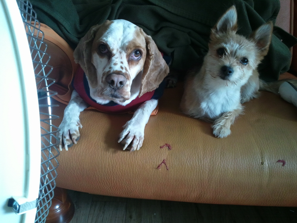 봉많형제의 겨울나기