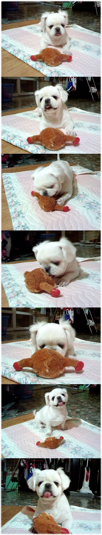 코코와 로또 개껌대신 면장갑을..