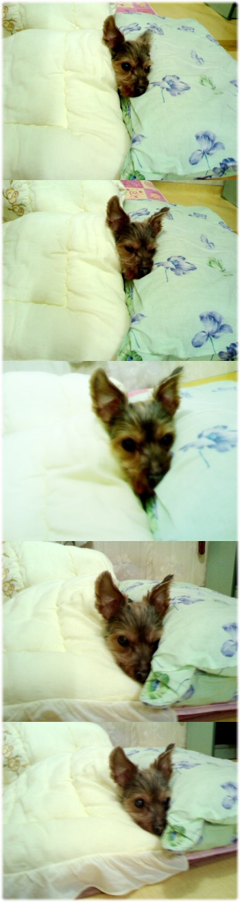 코코와 로또 개껌대신 면장갑을..